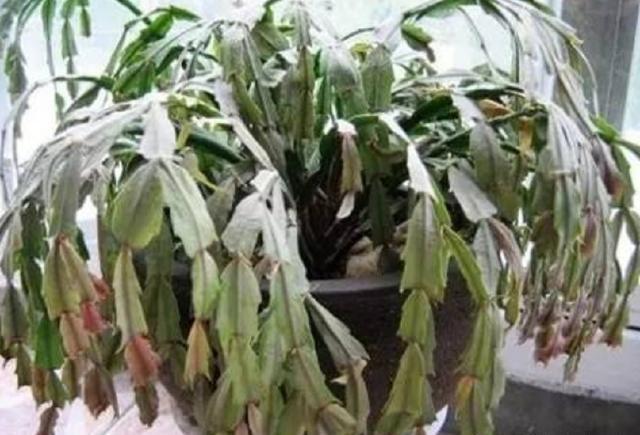 蟹爪兰叶子“软塌塌”教你做3步,嗖嗖冒新叶,入冬花朵爆盆