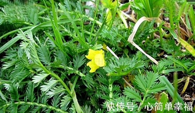 陵菜|长在草地上的“莲花菜”，其果被誉为“人参果”，常食益处多