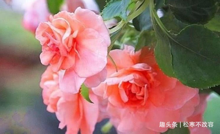 此款花卉,花艳易爆盆,养上一盆四季欣赏,好养活还不贵