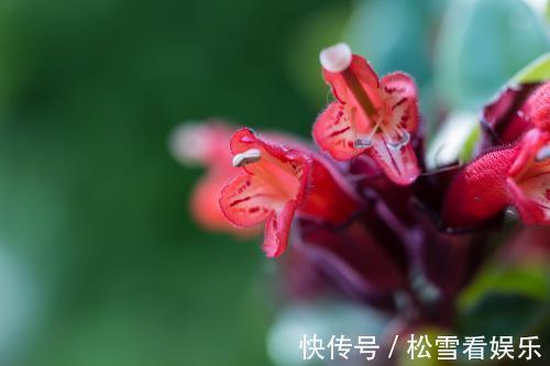 喷洒|养花最怕招虫,一旦发现虫卵,这几招立马用,从根本解决病虫害