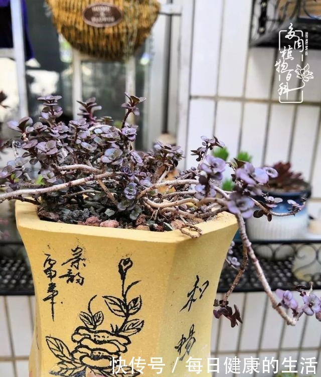 如何让多肉变美看看我是如何宠它们的!如何让多肉变美看看我是如何宠它们的!