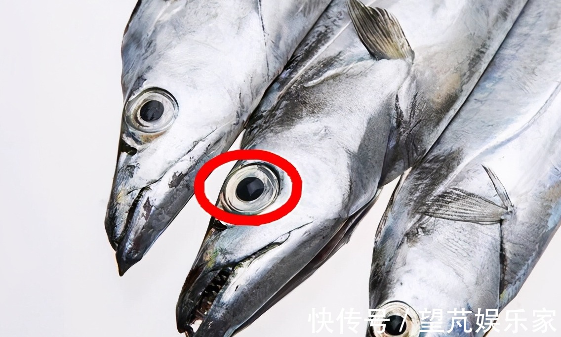 黄眼睛|黄眼睛和黑眼睛的带鱼哪种好吃海边人教你,只选对的不选贵的
