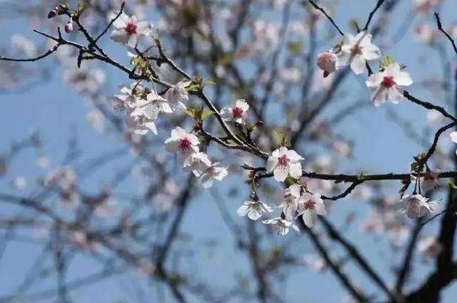 来这里，淋一场樱花雨