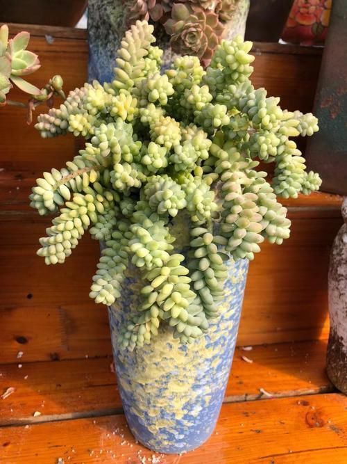 透气性|给多肉植物挑选花盆千万不要只看外表!材质大小选不对,容易黑腐烂根没状态