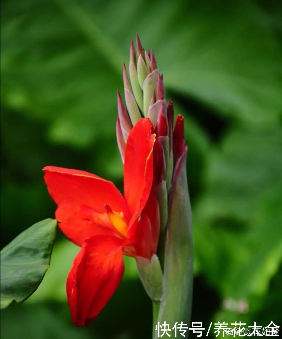 夏天|热不死的花，温度高也不休眠，超级适合夏天