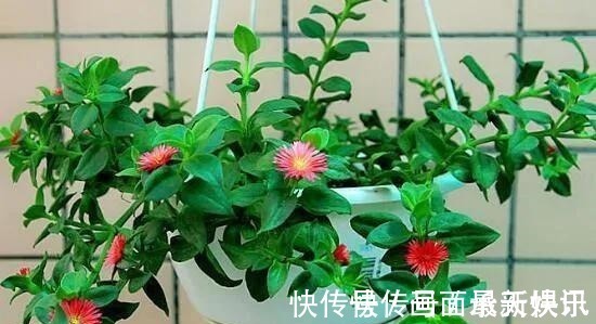 价格不菲的“三吊兰”，适合“封闭阳台”养护，叶色鲜艳还勤花