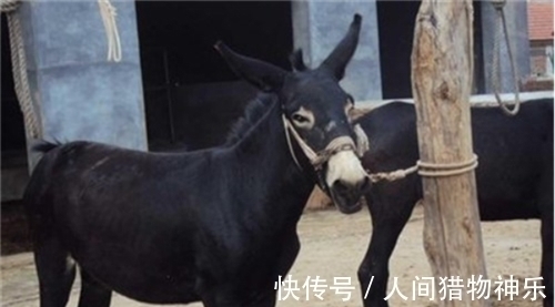 张?$旅客价值5000文的驴鞍被偷了,县令:将毛驴饿几天,盗贼自会现身