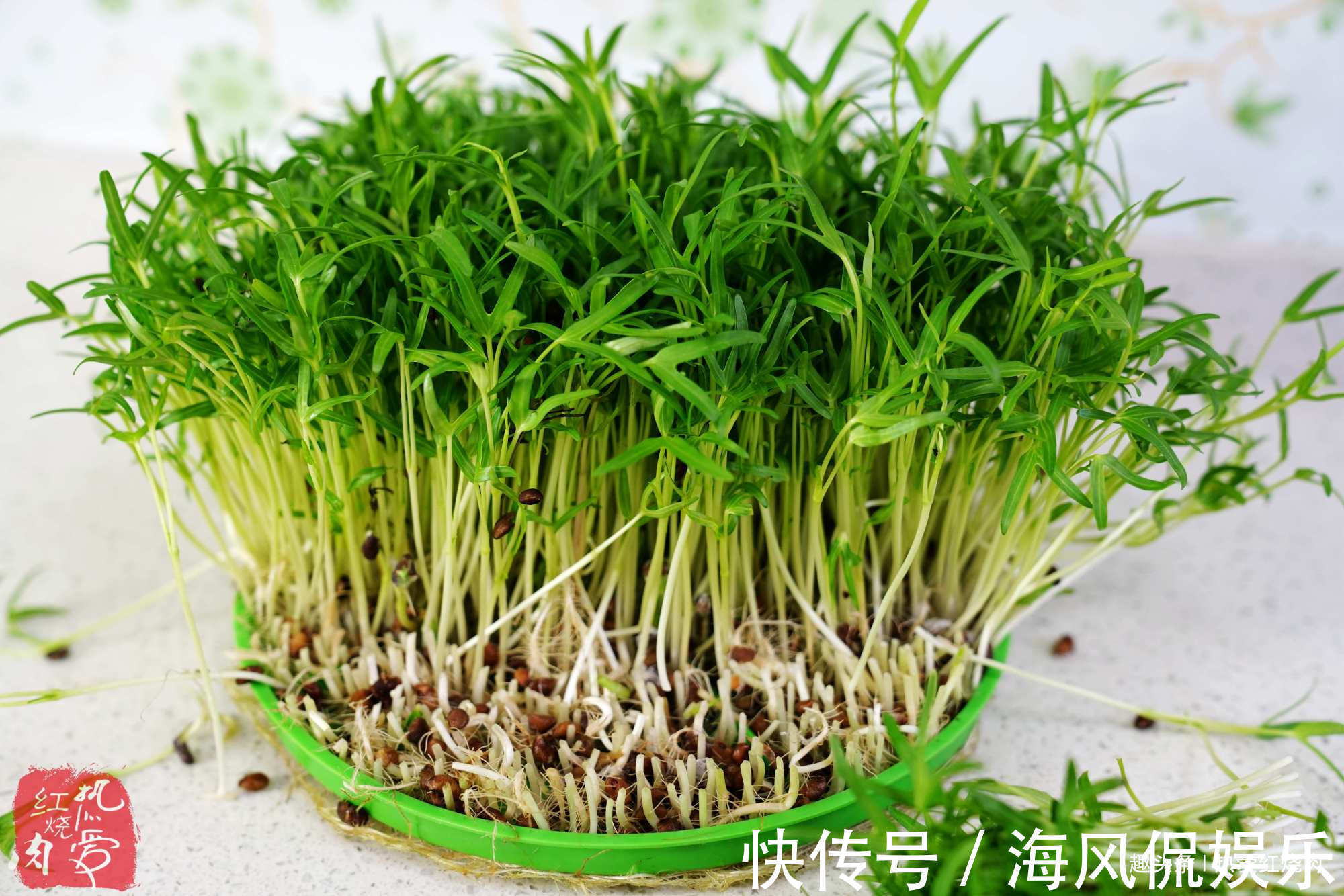 以前空心菜都是买着吃，这回用菜籽自己种的，不用土11天就能吃了