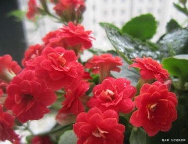 家养长寿花总是难开花归根结底是你没找对技巧，这样做就对了