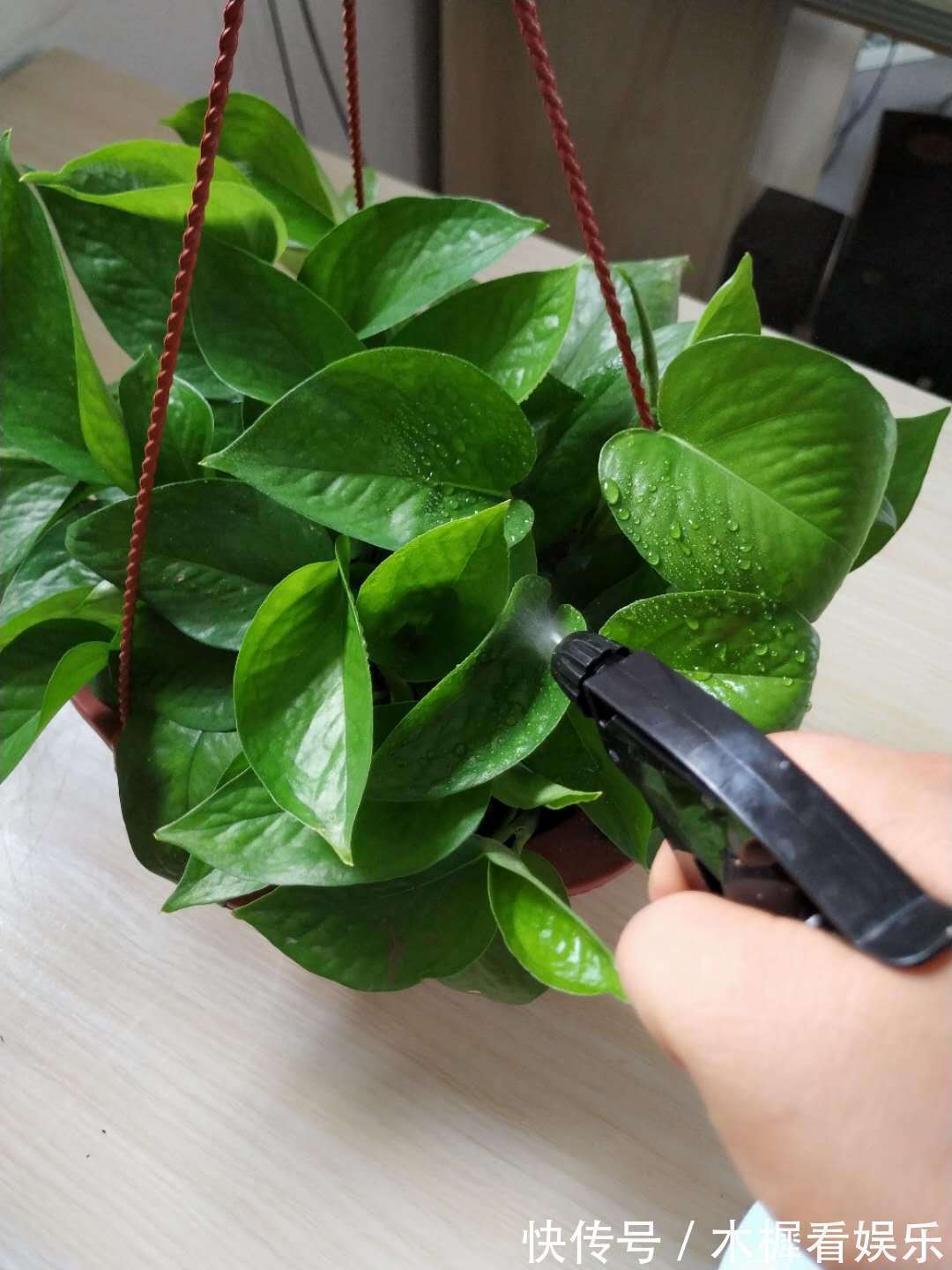 浇花|用啤酒浇花快停下,做错这一步,浇一盆死一盆!