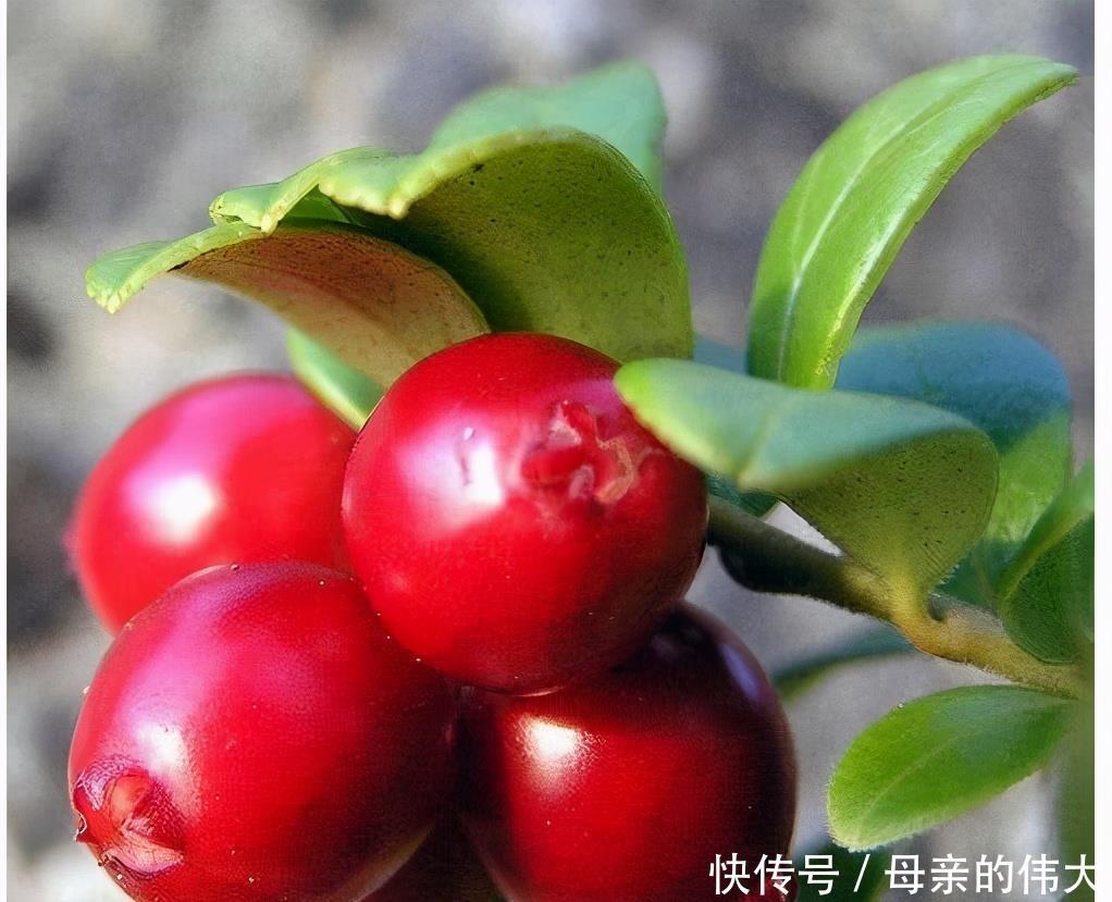 养颜|女性爱美要会吃，3种食物轮着吃，美容养颜，排毒瘦身，有益健康