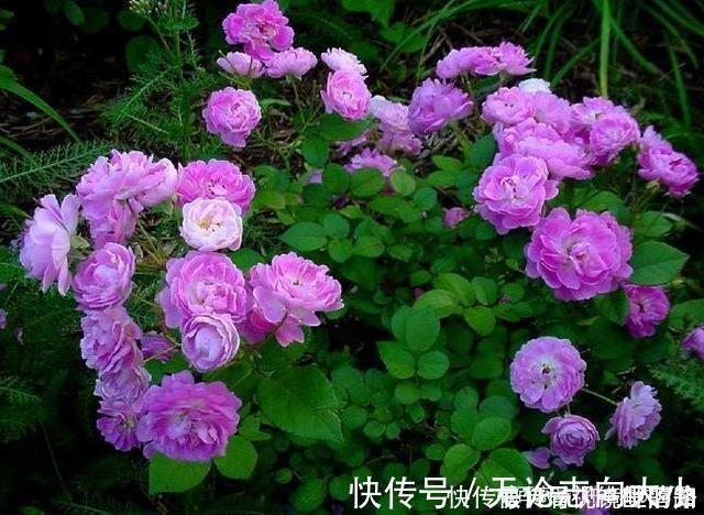 月季|20款紫色月季品种。浓香、抗病非常好养,天然紫色唯美盛开