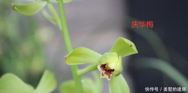 蕙兰|请欣赏蕙兰的新八种介绍及开品图片