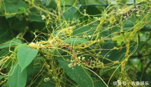 人参|农村一种野草,被人们当你害草,殊不知药用堪比人参,价格便宜