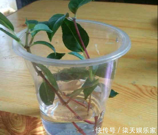 秋季|3种枝条泡水里,10天长根,一次开花100朵,水培成活率更高!