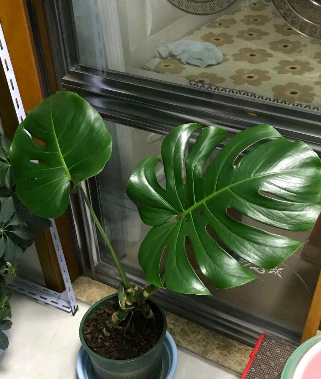 这种花寓意健康长寿,摆在家里四季如春,还是净化空气的小帮手