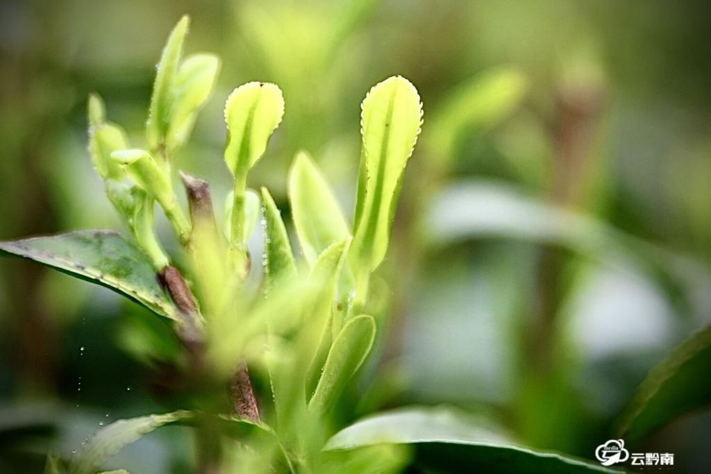 平塘：空山新雨 醉人茶香