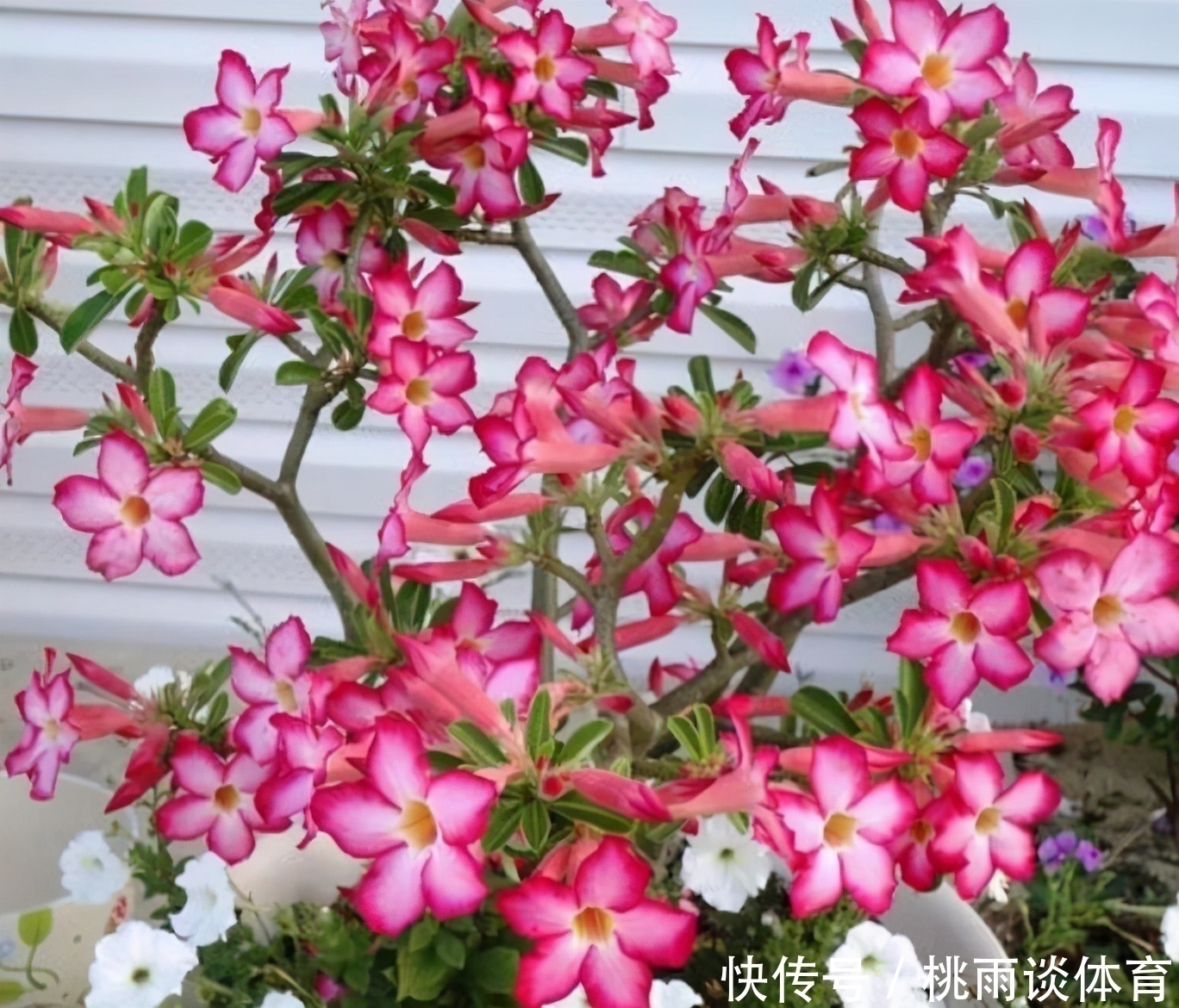 院子交给爱花的婆婆打理,满园花卉,太美了,拍给大家瞧瞧