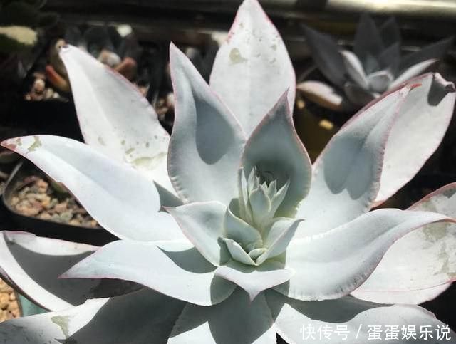 肉友|夏天来了，这些多肉最耐晒，度夏没问题，越养越肥厚