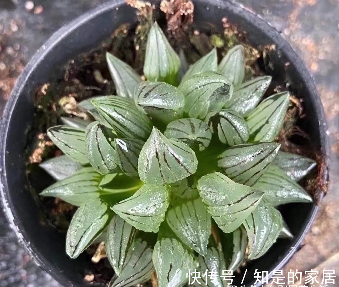背窗三杰|多肉植物中的“背窗三杰”,叶子很通透,超好养护,颜值担当