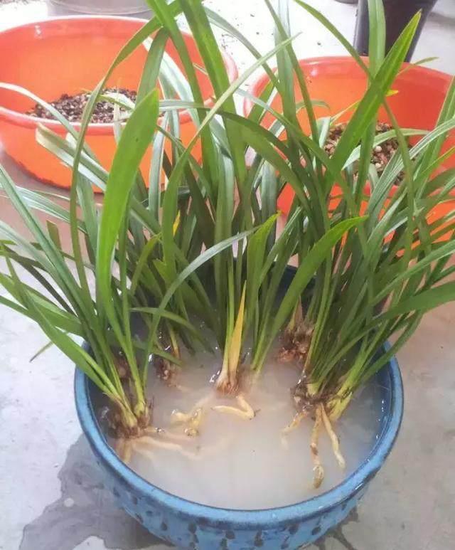 病菌|养花必备的杀菌剂,到底怎么用?多菌灵只是“初级”,黄叶不管用