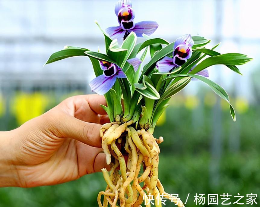 被誉为是香花之王的紫月荷，花色高贵，兰香醇正，适合新手