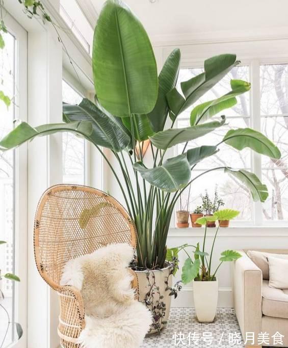 7种大型花,建议在客厅养一盆,吸废气制氧气,还有旺家的好寓意
