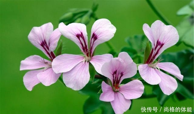 她家只养一种花,一年四季有花赏,原因是做好了四件事!