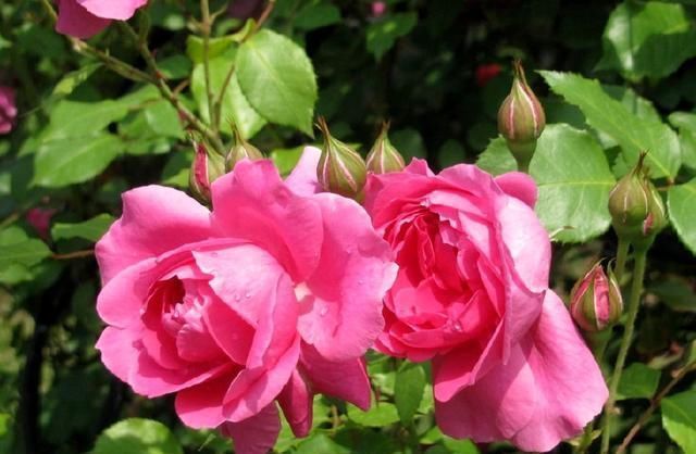 啤酒养花的正确姿势学会了吗?掌握方法,养花爆盆,开花不断!