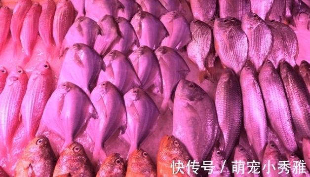 买鱼的时候,碰到这几种鱼赶快买,个头虽小,却营养十足!