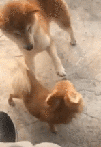 |搞笑GIF:本以为是郎才女貌 怎料想是狼心狗肺