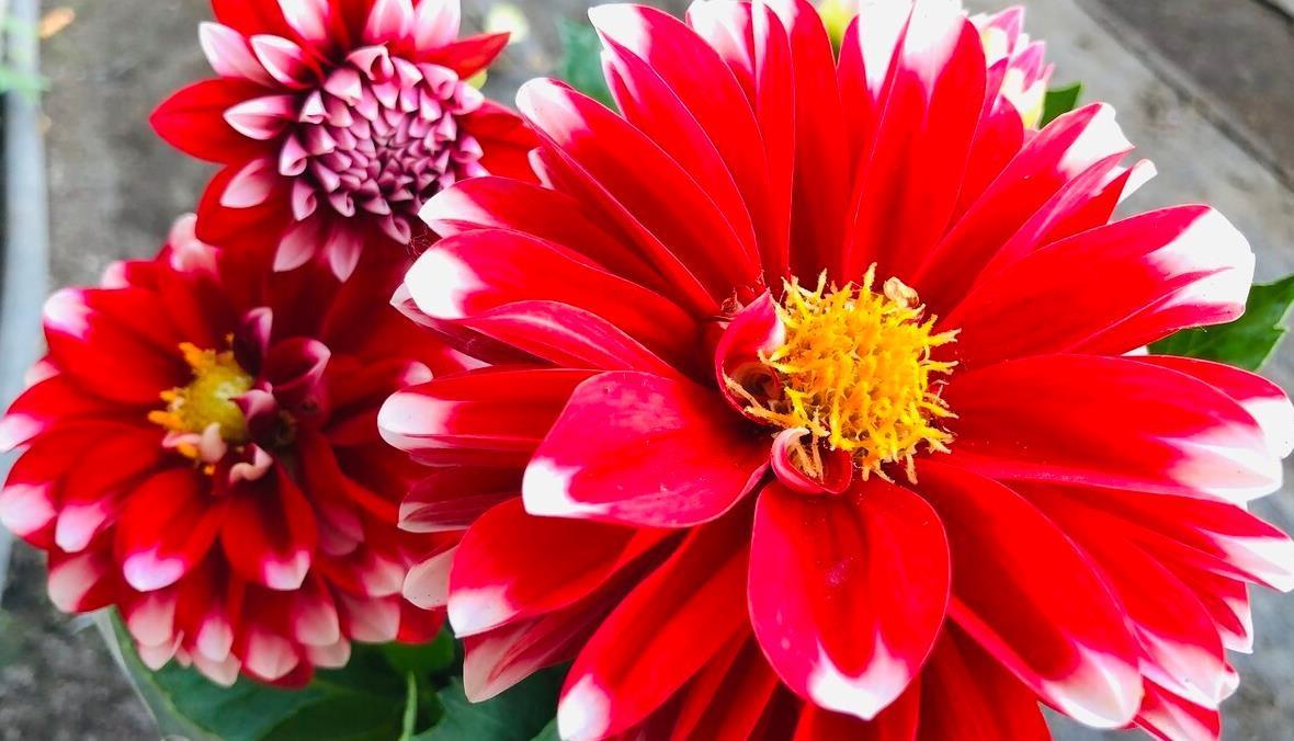 建议大家：逛花市碰到5种花，别犹豫，虽然便宜但巨好养