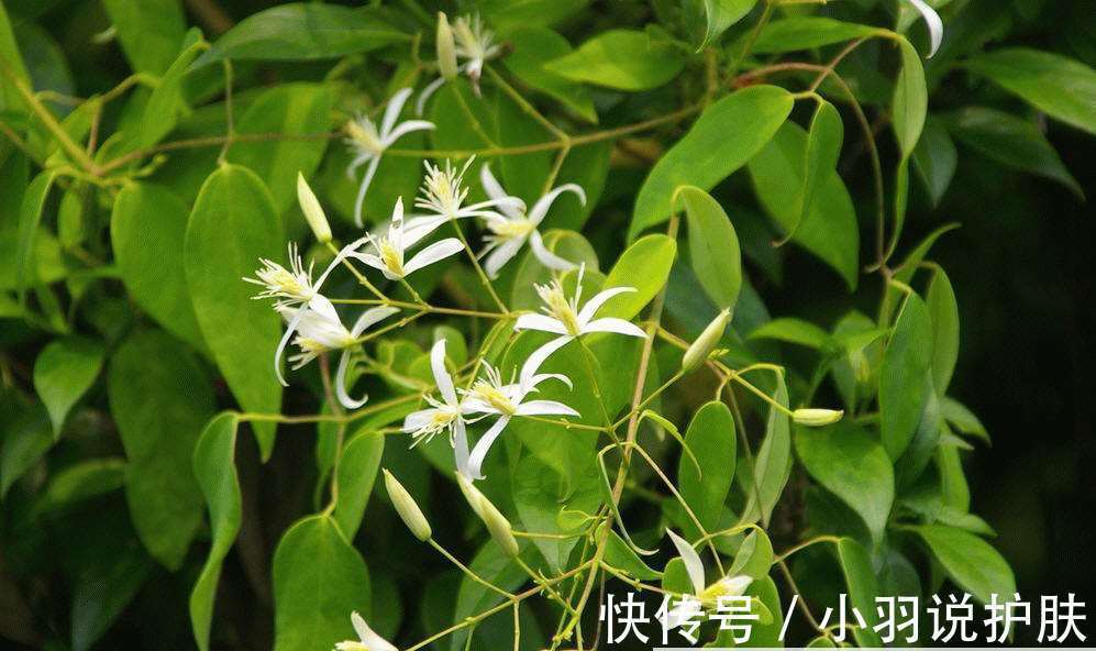 提取|美白界的天花板!这个比黄金还贵的成分到底有多牛?