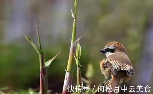 江南人|60种常见野菜，高清大图，收集全了真不容易！