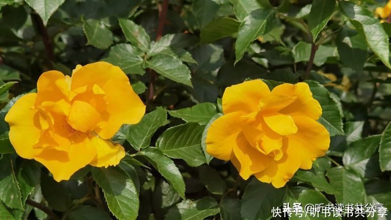 北京城|北京城月季花开千万朵，个中最美属黄色