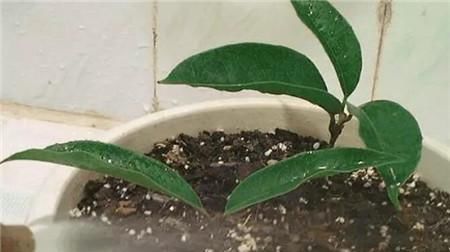 种桂花,不花1分钱,“掐”根枝条插盆里,来年桂花香满屋