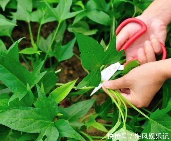 女人贫血别愁！多吃四种野菜，开胃消食、补血补气，气血两虚必备