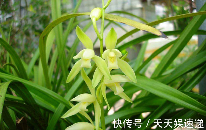 兰花们|秋养兰花相对简单,避开几个雷区,不烂根还会抽新枝