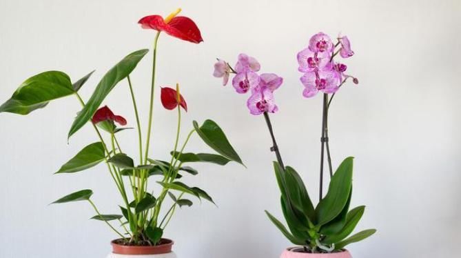 家里常见的7种有毒花草，养护需小心，摆放有讲究