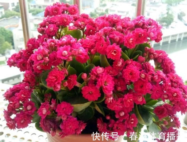 4种旺运花,吉祥添富贵,家养一盆,满屋飘香,比香水还好闻