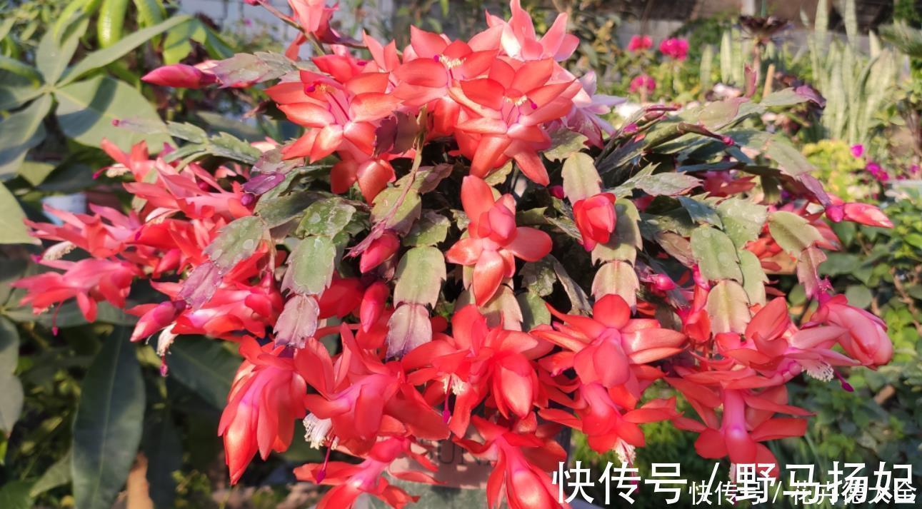 蟹爪兰二次开花小技巧,好多人都不知道,原来只要简单3步就可以