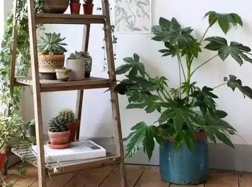 家里空间小，养花学着这么“省地”，再多盆栽都放得下