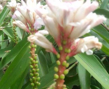 远看像竹子,开花像姜花,果实似橄榄