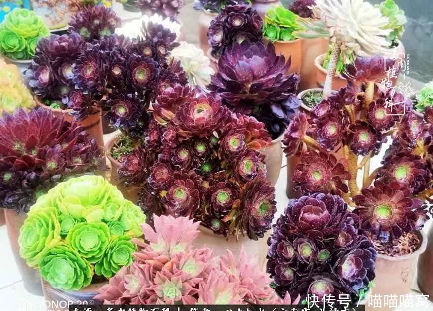 多肉|你是爱,是暖,是希望,你是人间四月天!