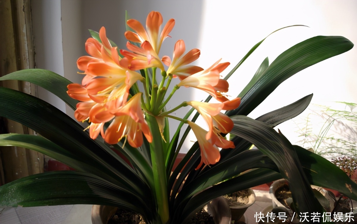 别郁闷,君子兰盆栽不开花了,满足4个条件,花开得停不下来