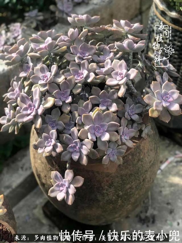 多肉，一位来自神奇大自然的良师益友！