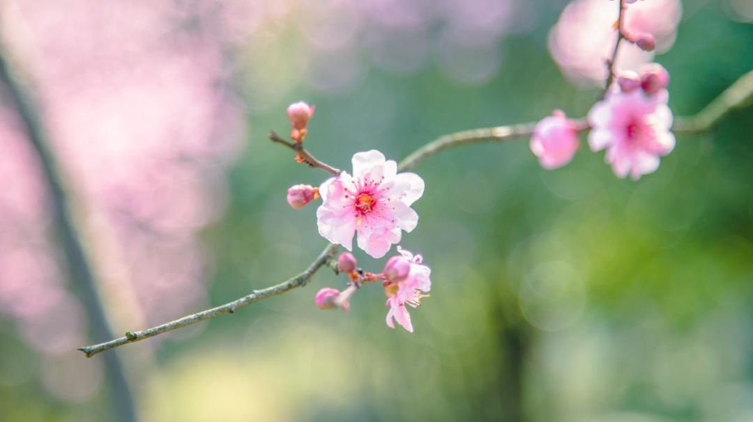 不负春光不负美，骑行、赏花约起来！（一大波美图来袭）