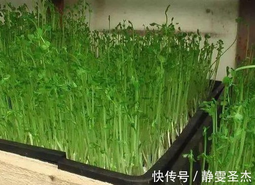 艾草|以下几种野菜，竟是清热解毒和养肝明目的良药，好吃更健康