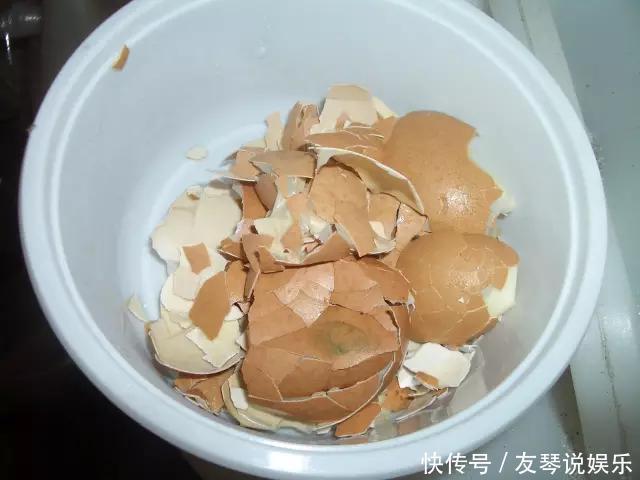 这2种花“开花”积极,盆里加上养花料,生长快速,开花爆盆