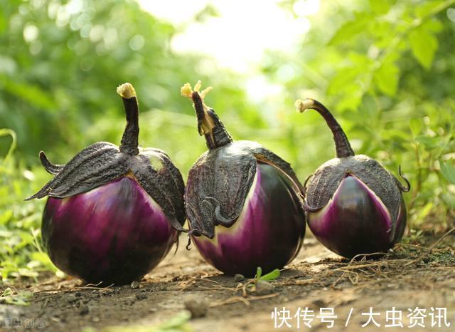 茄子|立秋后，遇到这菜别手软，一次性囤20斤，晒干了冬天炖肉香喷喷